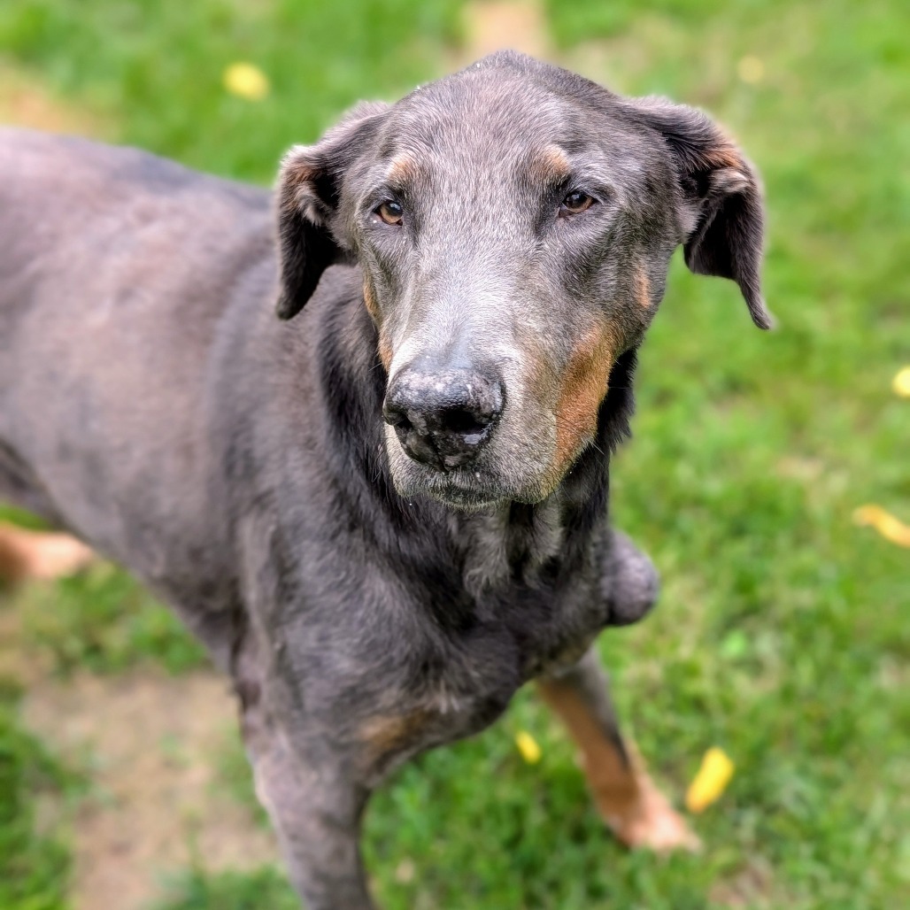 7817 Zeb - I'm a SSNAP Dog, an adoptable Doberman Pinscher in Sandown, NH, 03873 | Photo Image 4