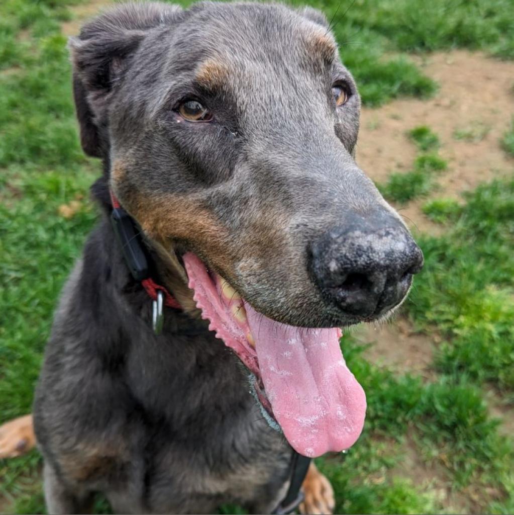 7817 Zeb - I'm a SSNAP Dog