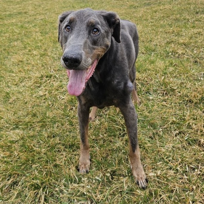 7817 Zeb - I'm a SSNAP Dog