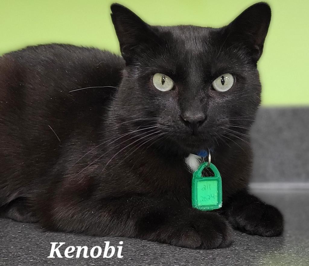 Kenobi