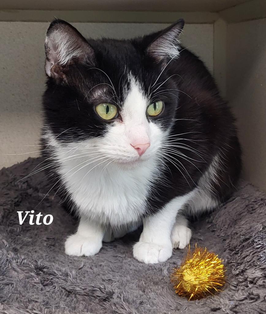 Vito