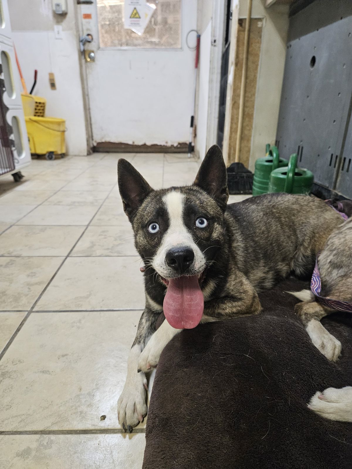 Sherlock, an adoptable Husky in El Centro, CA, 92243 | Photo Image 1