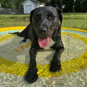 YooHoo, Adult Male Black Labrador Retriever