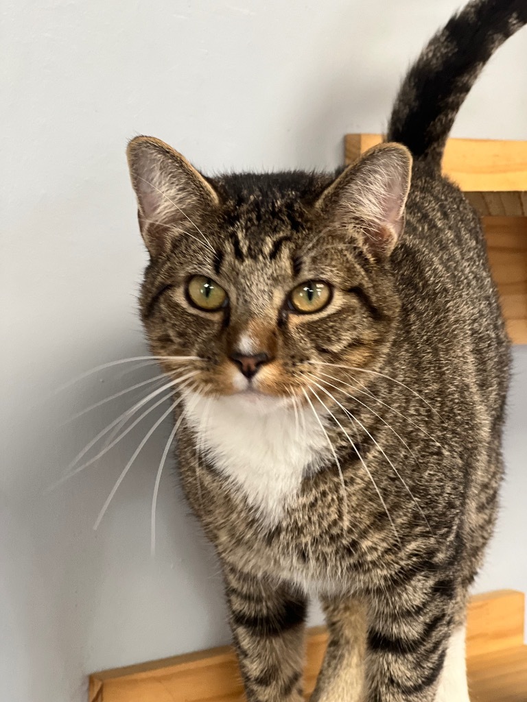 Greyson, an adoptable Domestic Short Hair in Duncan, OK, 73533 | Photo Image 1