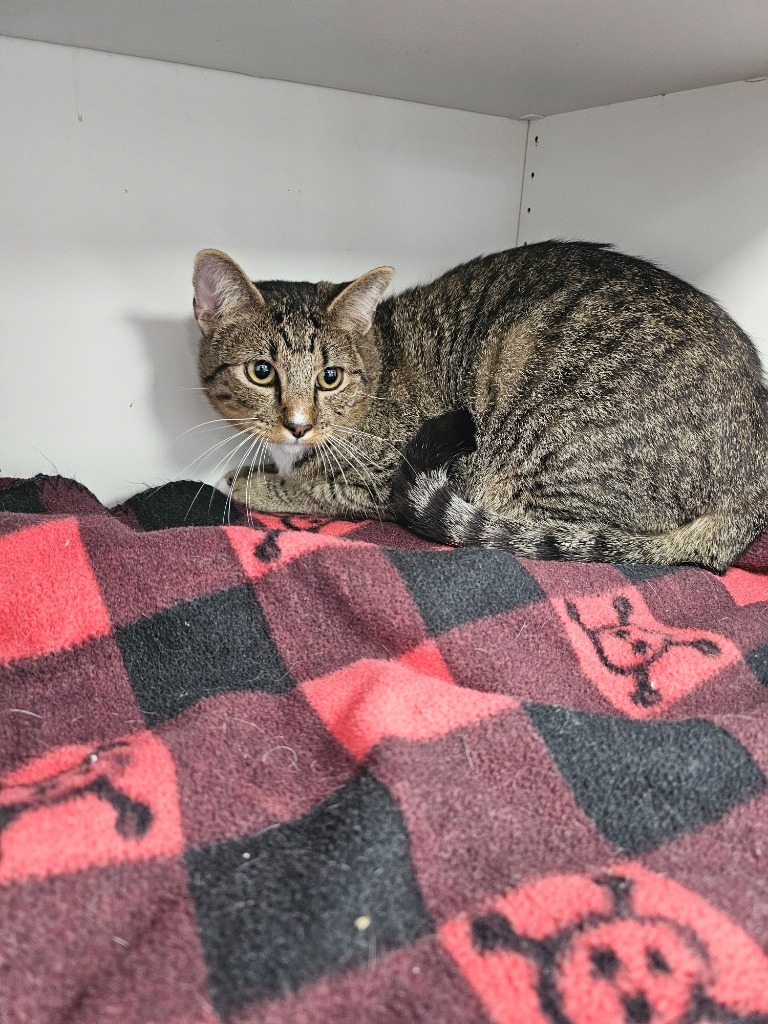 Greyson, an adoptable Domestic Short Hair in Duncan, OK, 73533 | Photo Image 2