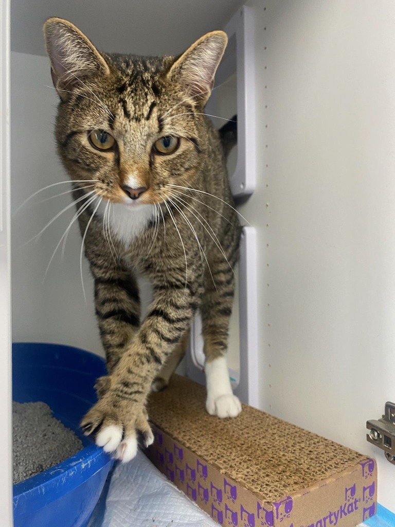 Greyson, an adoptable Domestic Short Hair in Duncan, OK, 73533 | Photo Image 3