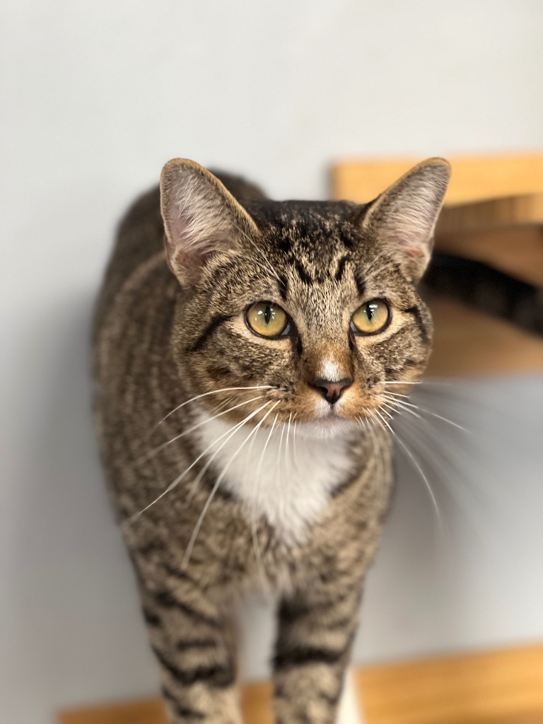 Greyson, an adoptable Domestic Short Hair in Duncan, OK, 73533 | Photo Image 4