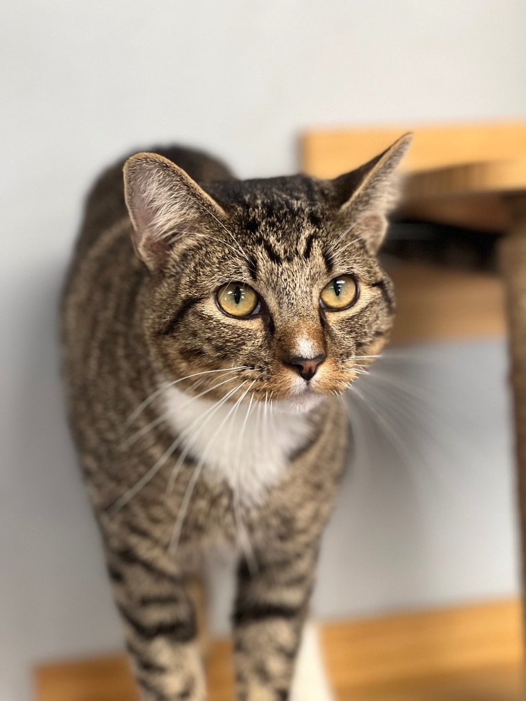 Greyson, an adoptable Domestic Short Hair in Duncan, OK, 73533 | Photo Image 5