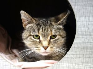 Shasta, Adult Female Domestic Short Hair