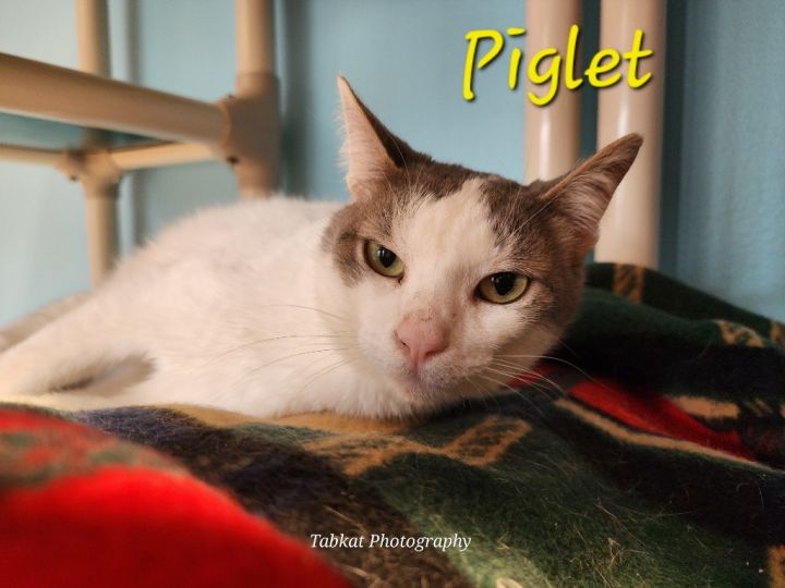 Piglet 1