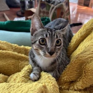 Meet Maki the vivacious little lady with a zest for life This adventurous active older kitten is 