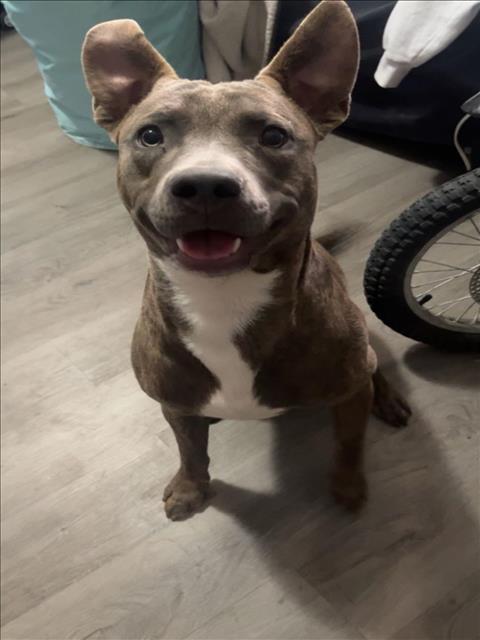 APOLLO
