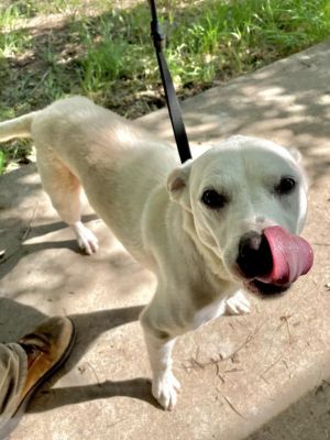 MAGGIE, Senior Female Labrador Retriever