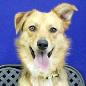 Lola, Adult Female Shepherd