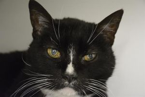 Hi My name is Kosha and I am available for adoption I was brought in by my previous owner on