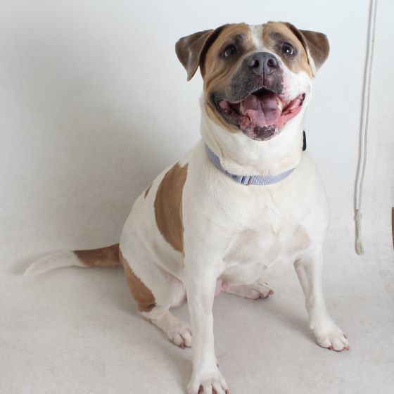 Orca, an adoptable Pit Bull Terrier in Redding, CA, 96099 | Photo Image 2