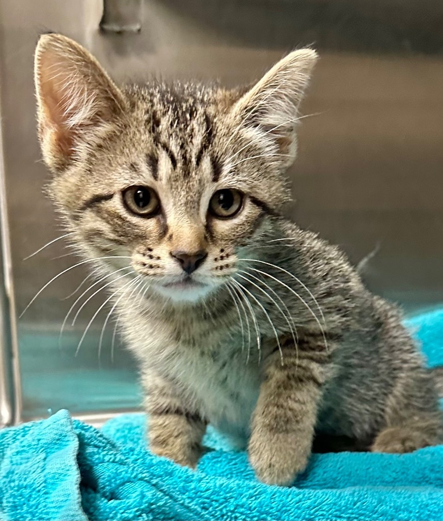 Scooter, an adoptable Domestic Short Hair in Great Bend, KS, 67530 | Photo Image 1