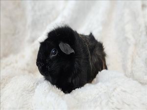 LUNA Guinea Pig Small & Furry