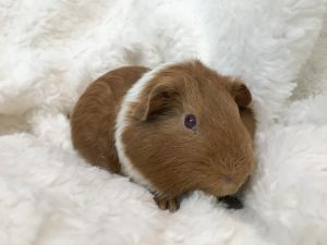 HAAGEN Guinea Pig Small & Furry