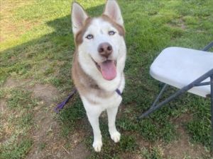 APOLLO Siberian Husky Dog