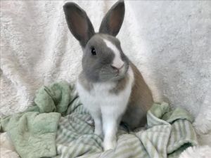 TETRIS Bunny Rabbit Rabbit