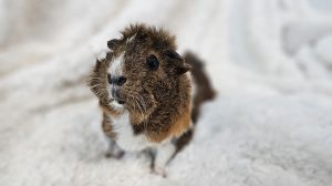 CELESTIA Guinea Pig Small & Furry