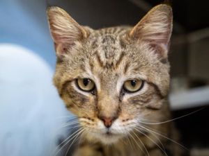 CLINT EASTWOOD Domestic Short Hair Cat