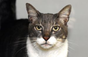 Mynx is a gorgeous gray and white kitty with with expressive hazel-green eyes that seem to ask Why 