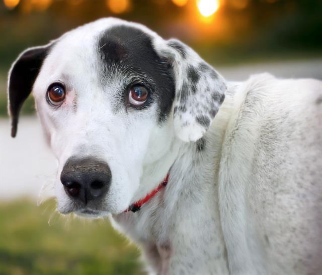 ROGER, an adoptable Dalmatian, Greyhound in Tucson, AZ, 85745 | Photo Image 1