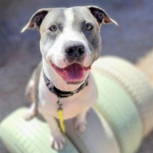 NAZAR*, Adult Male Pit Bull Terrier