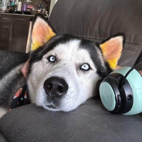 SITKA 1