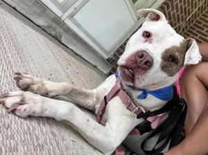 DANNY, Senior Male Boxer
