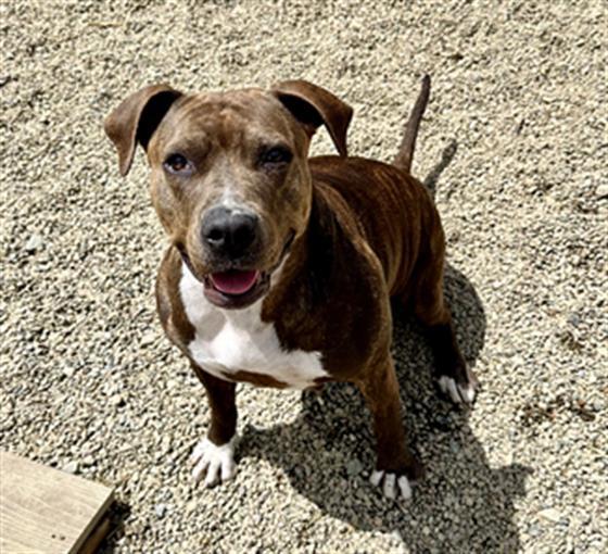 DREA, an adoptable Pit Bull Terrier in Frisco, CO, 80443 | Photo Image 1