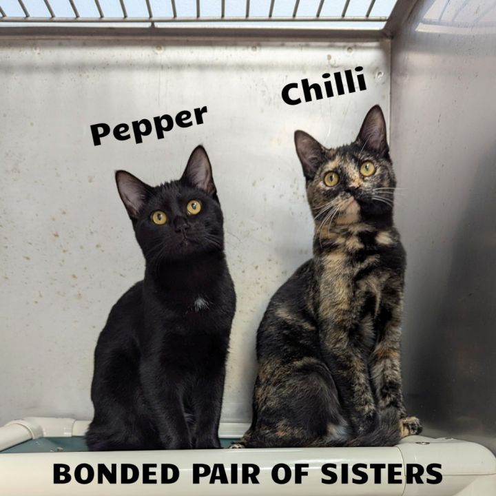 Chilli / Pepper 1