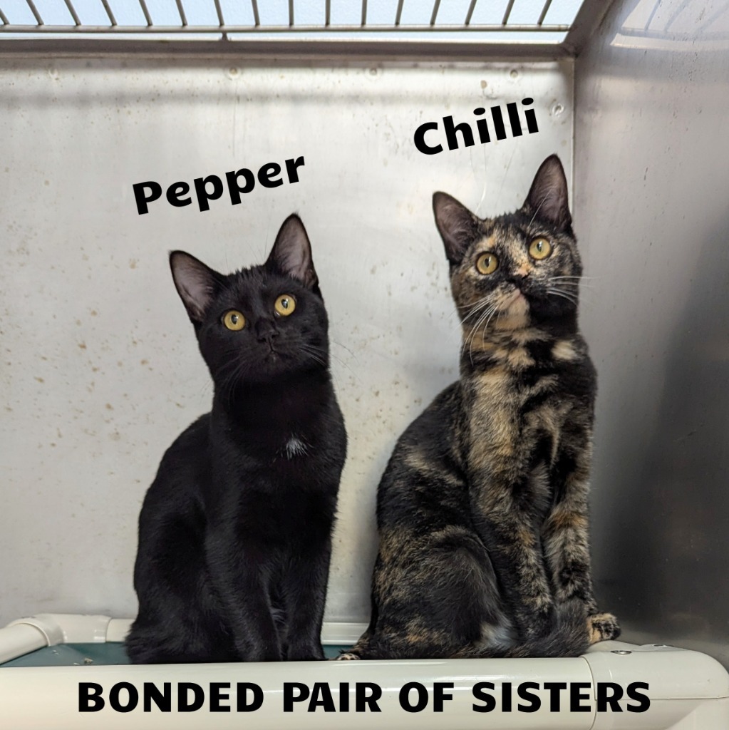 Chilli / Pepper