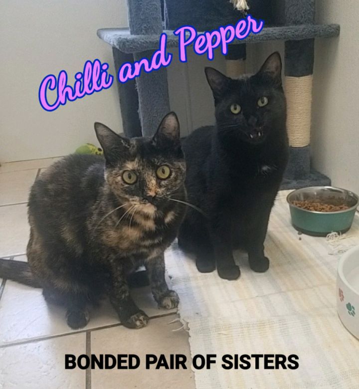 Chilli / Pepper 1