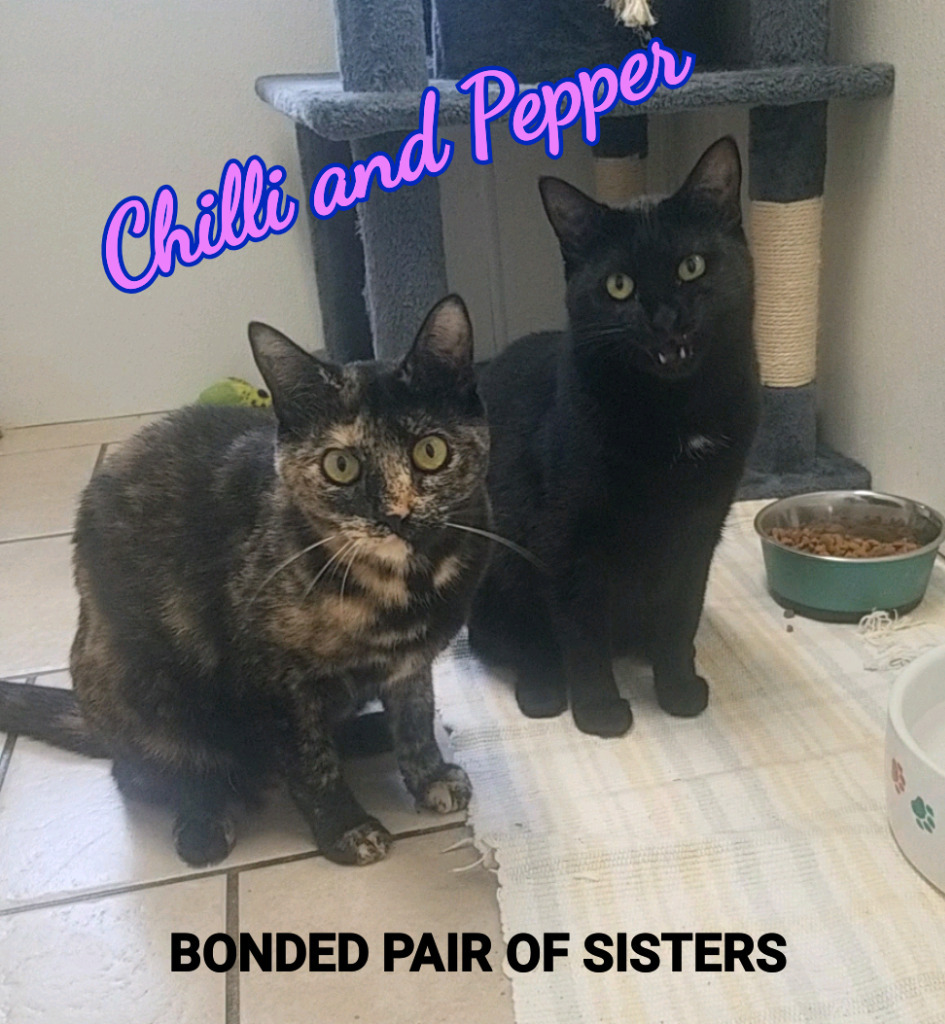 Chilli / Pepper, an adoptable Domestic Short Hair in Sunrise Beach, MO, 65079 | Photo Image 1