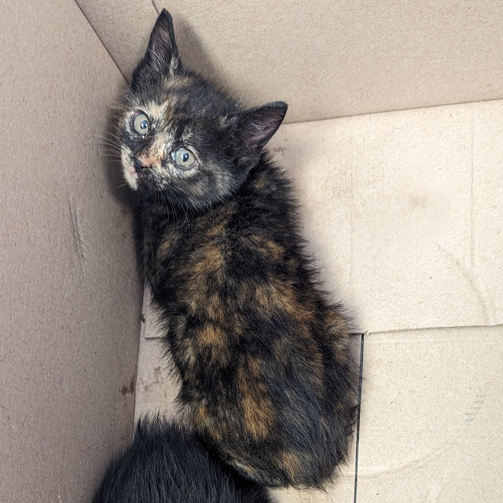 Chilli / Pepper, an adoptable Domestic Short Hair in Sunrise Beach, MO, 65079 | Photo Image 2