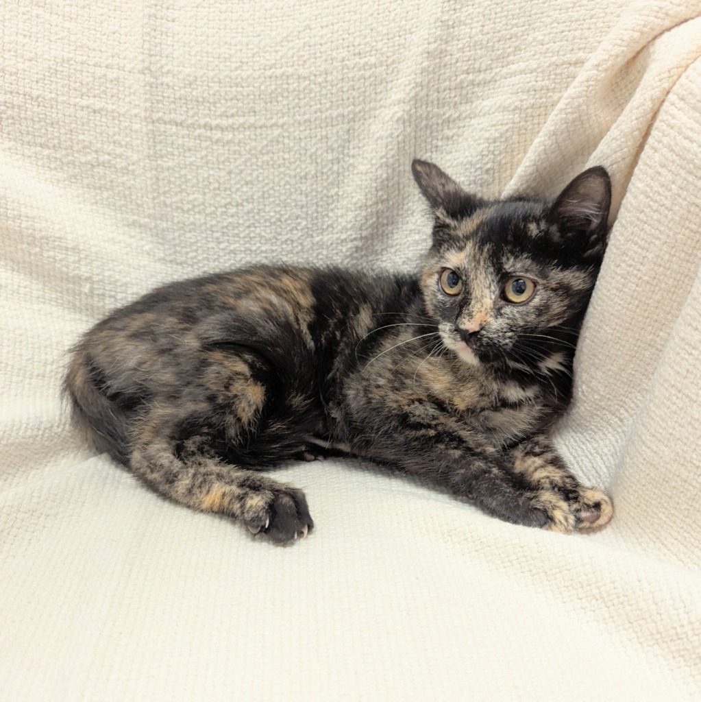 Chilli / Pepper, an adoptable Domestic Short Hair in Sunrise Beach, MO, 65079 | Photo Image 3