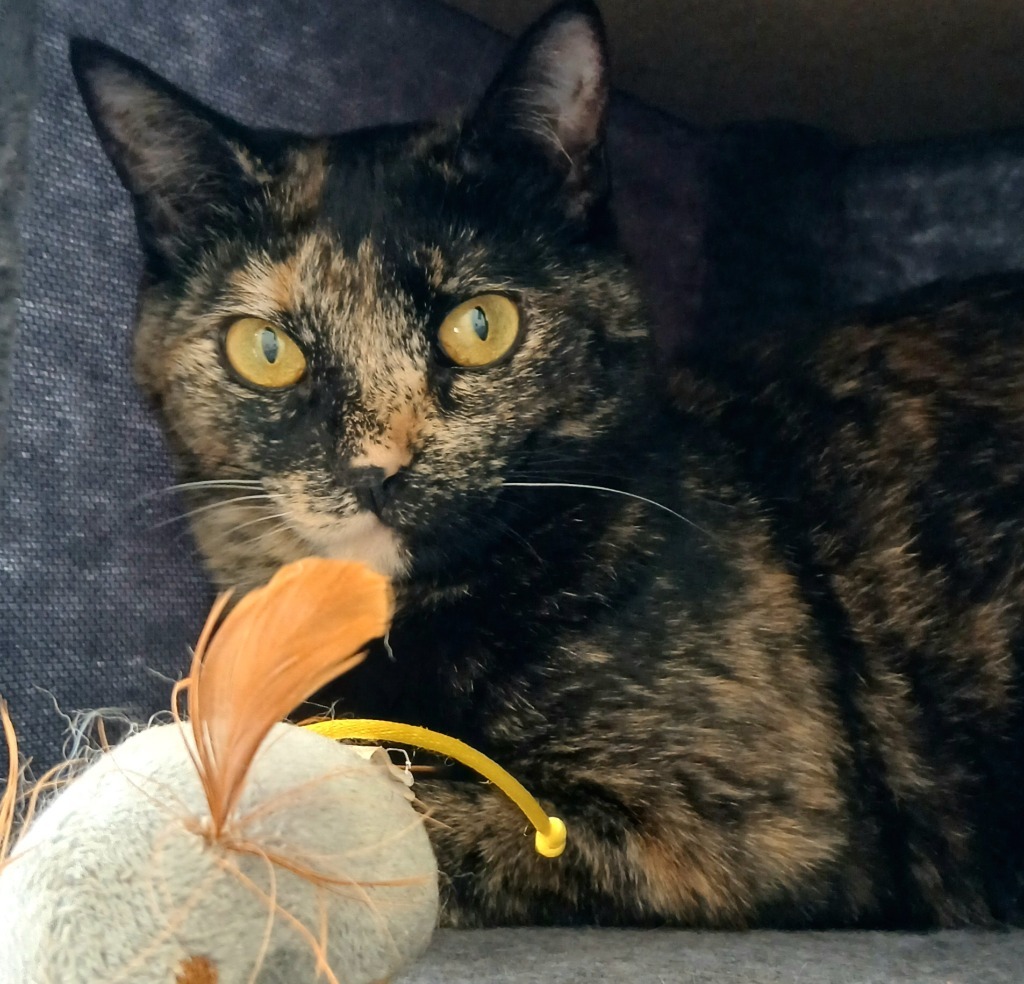 Chilli / Pepper, an adoptable Domestic Short Hair in Sunrise Beach, MO, 65079 | Photo Image 5