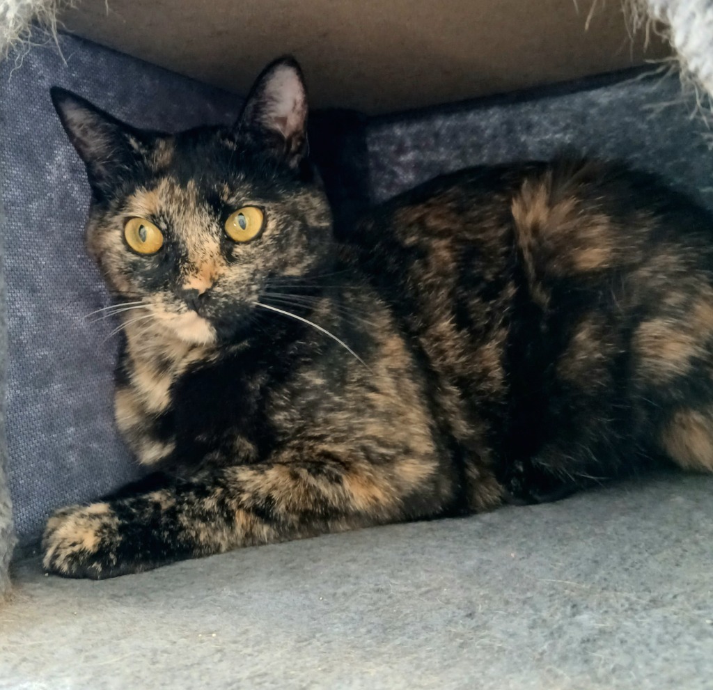 Chilli / Pepper, an adoptable Domestic Short Hair in Sunrise Beach, MO, 65079 | Photo Image 6
