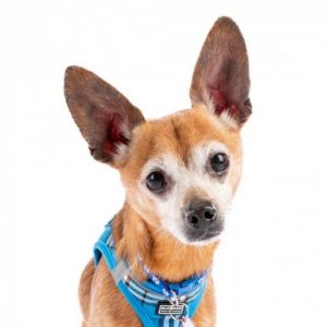 Kettle Chip 11858 Chihuahua Dog