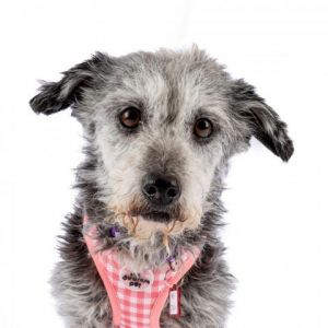 Mrs Dash is a friendly scruff nugget who is ready to settle into a quiet life Shes traveled the w