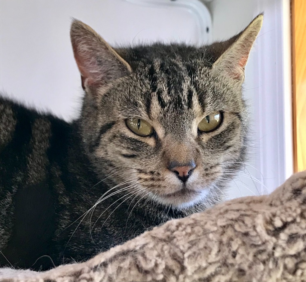 MARILYN, an adoptable Domestic Short Hair in Hartville, WY, 82215 | Photo Image 1