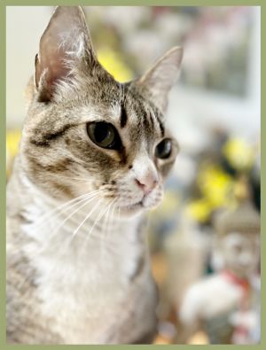 Sweet Pea is a darling short haired tabby  white rescue She is 6 years old and extremely loving an