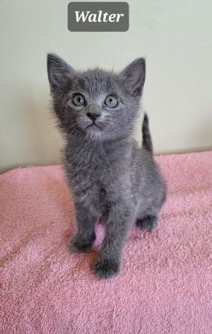 Walter was born in early March Hes a gorgeous little gray boy with short hair He gets along perfe