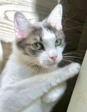 Tuna is a beautiful 15-year-old sweetheart She will be shy when she meets you