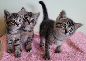 These three male tabbies have been so much fun to foster They were born 3424 Gilbert is the smal