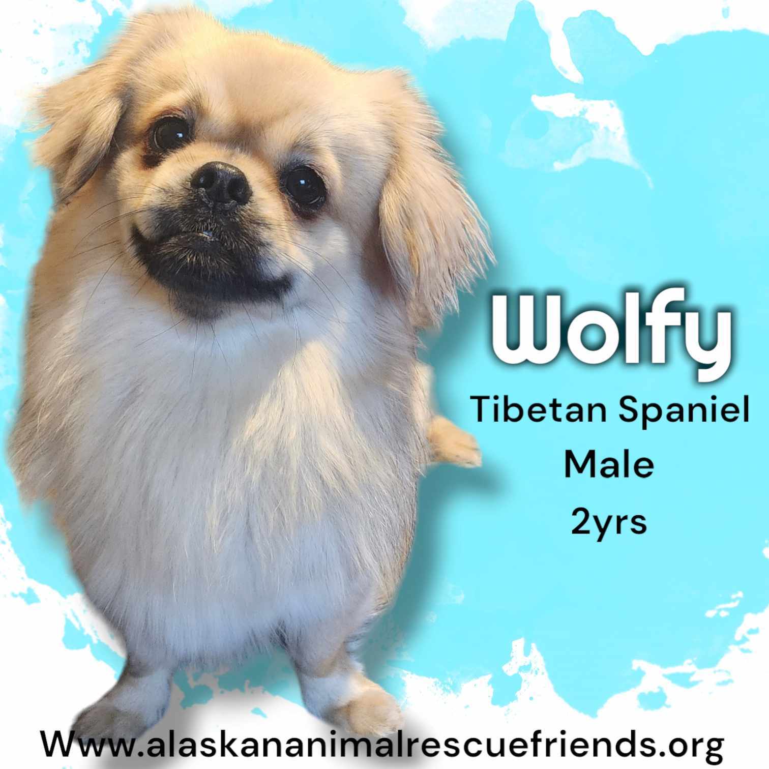 Wolfy, an adoptable Tibetan Spaniel in Anchorage, AK, 99503 | Photo Image 1