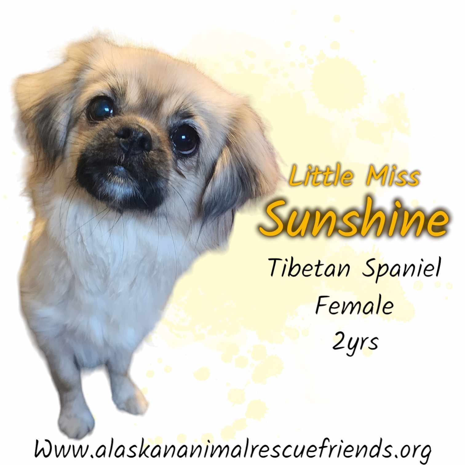 Sunshine, an adoptable Tibetan Spaniel in Anchorage, AK, 99503 | Photo Image 1